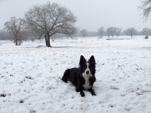 Molly in rare Texas snow