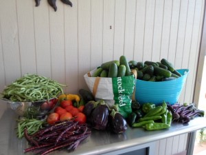 7-25 garden bounty