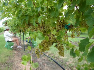 Loaded vines