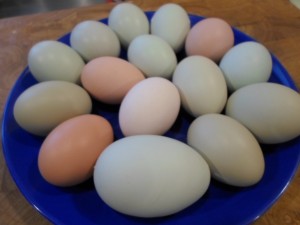 eggs1