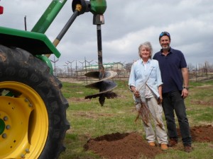 Planting vines 2014