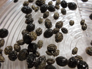 Papaya seeds