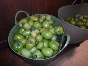 Green tomatoes