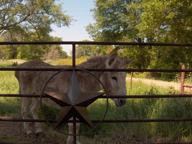 Guard donkey