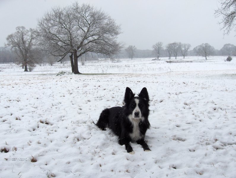 Molly enjoying the snow