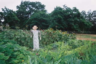 Scarecrow in spring garden