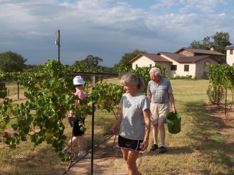 Family help with BdB harvest